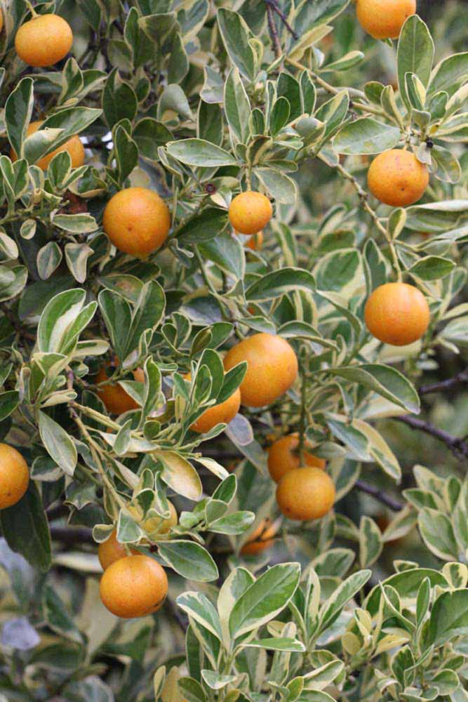            Sun leaves (Riverside, CA)   